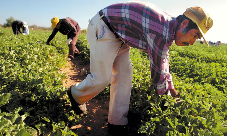 Agroexportaciones reguladas                        Exportadores deberán acreditar derechos laborales
