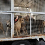 Buscan acuerdo FGJ plantea devolver animales al Franciscano