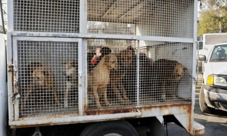 Buscan acuerdo FGJ plantea devolver animales al Franciscano